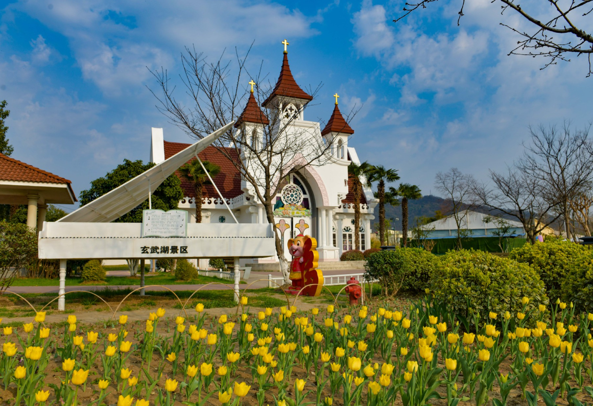 玄武湖情侣园郁金香花开正当时