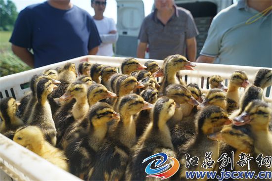 后白良种场推广“稻虾鳖共作”养殖模式 营造生态优美“稻梦空间”